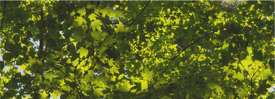 Canopy dominated by *Acer cappadocicum* subsp. *lobelli*, [Abetina di Rosello](http://www.abetinadirosello.it), Abruzzo, Italy