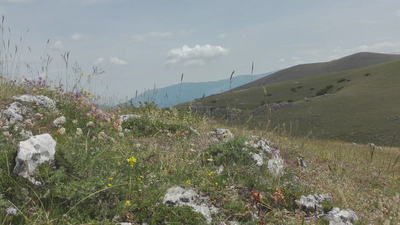 *Dry grassland, Fucino basin, Abruzzo, Italy*